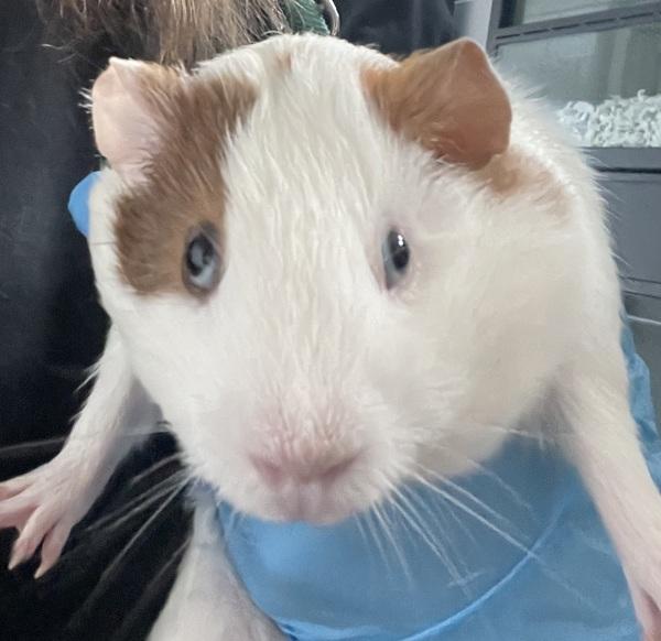 Han Solo, Adoptable, Young Male Guinea Pig.