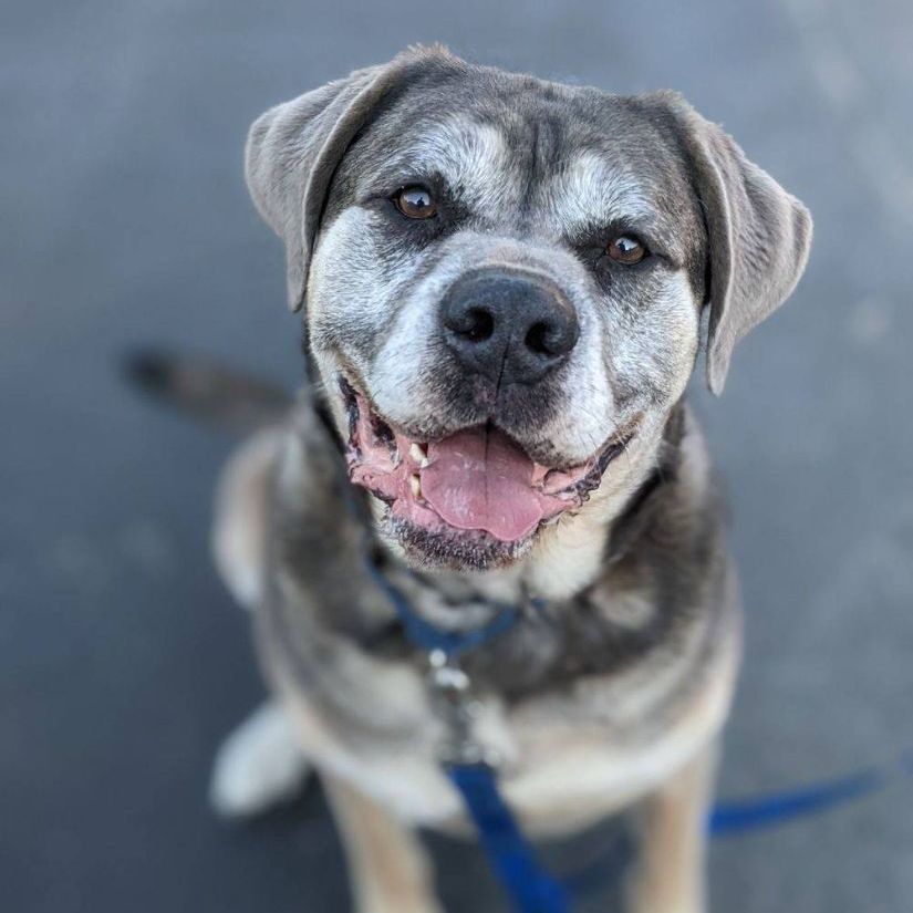 Enlarge Blu, a Adopted Mastiff in Hopkinsville, KY image 1/1