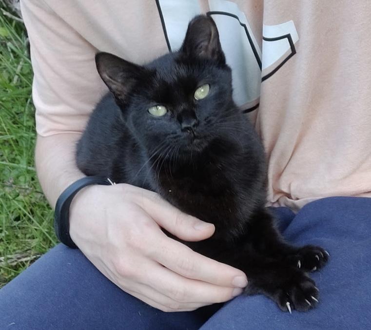 Ellie, Adoptable, Kitten Female Domestic Short Hair.