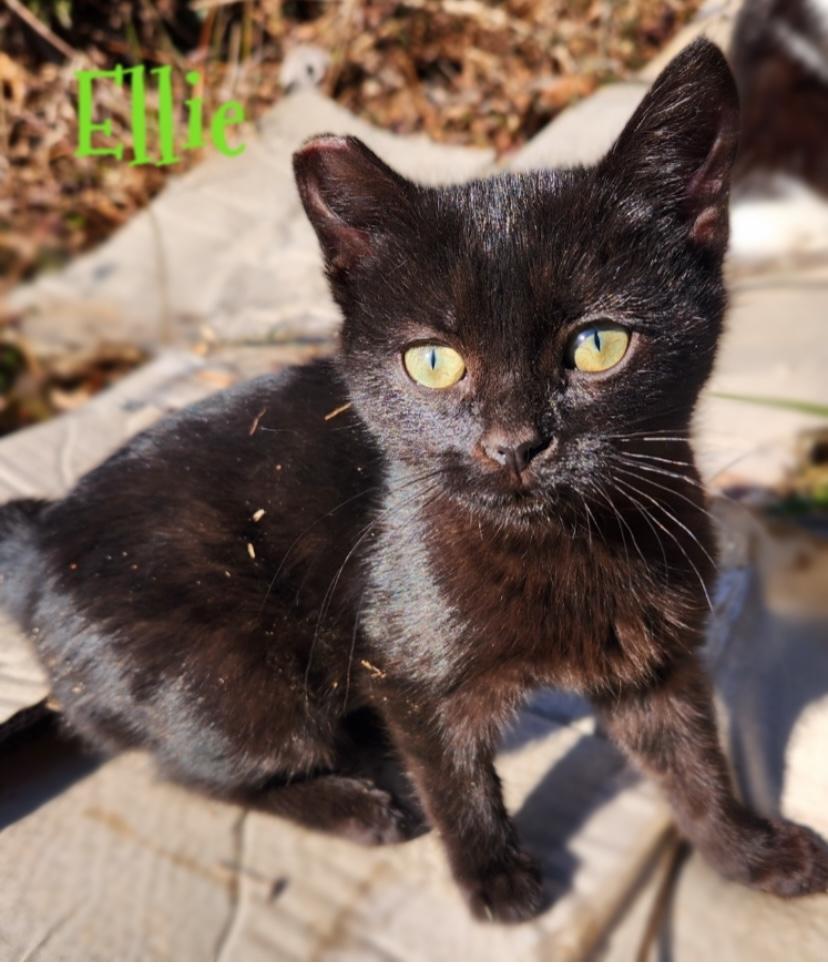 Ellie, a Adoptable mixed breed in Morganton, NC image 3/6