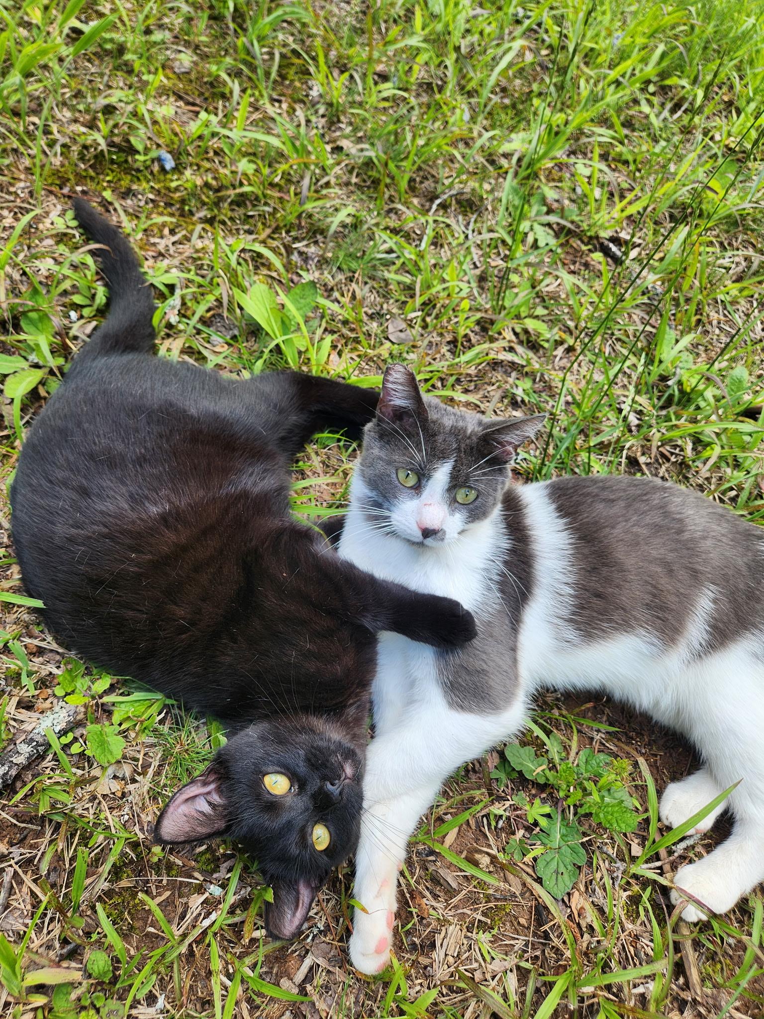 Ellie, a Adoptable mixed breed in Morganton, NC image 6/6