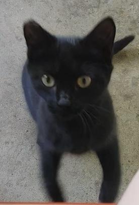 Ellie, a Adoptable mixed breed in Morganton, NC image 4/6