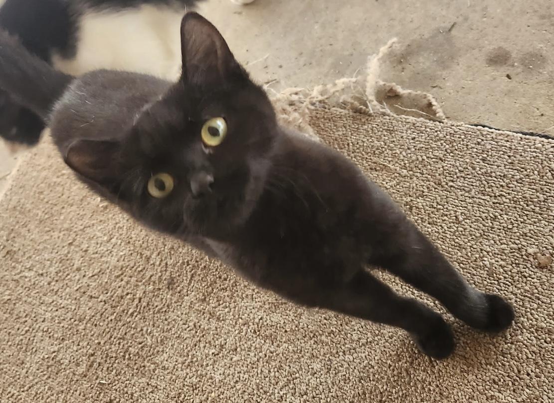 Ellie, a Adoptable mixed breed in Morganton, NC image 5/6