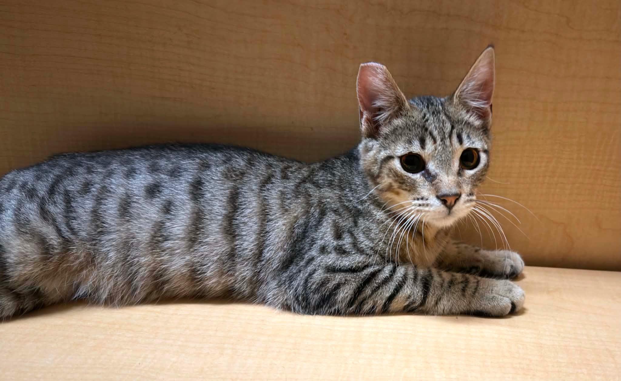 Enlarge Mordecai, a ADOPTABLE Tabby in Yuba City, CA image 2/2