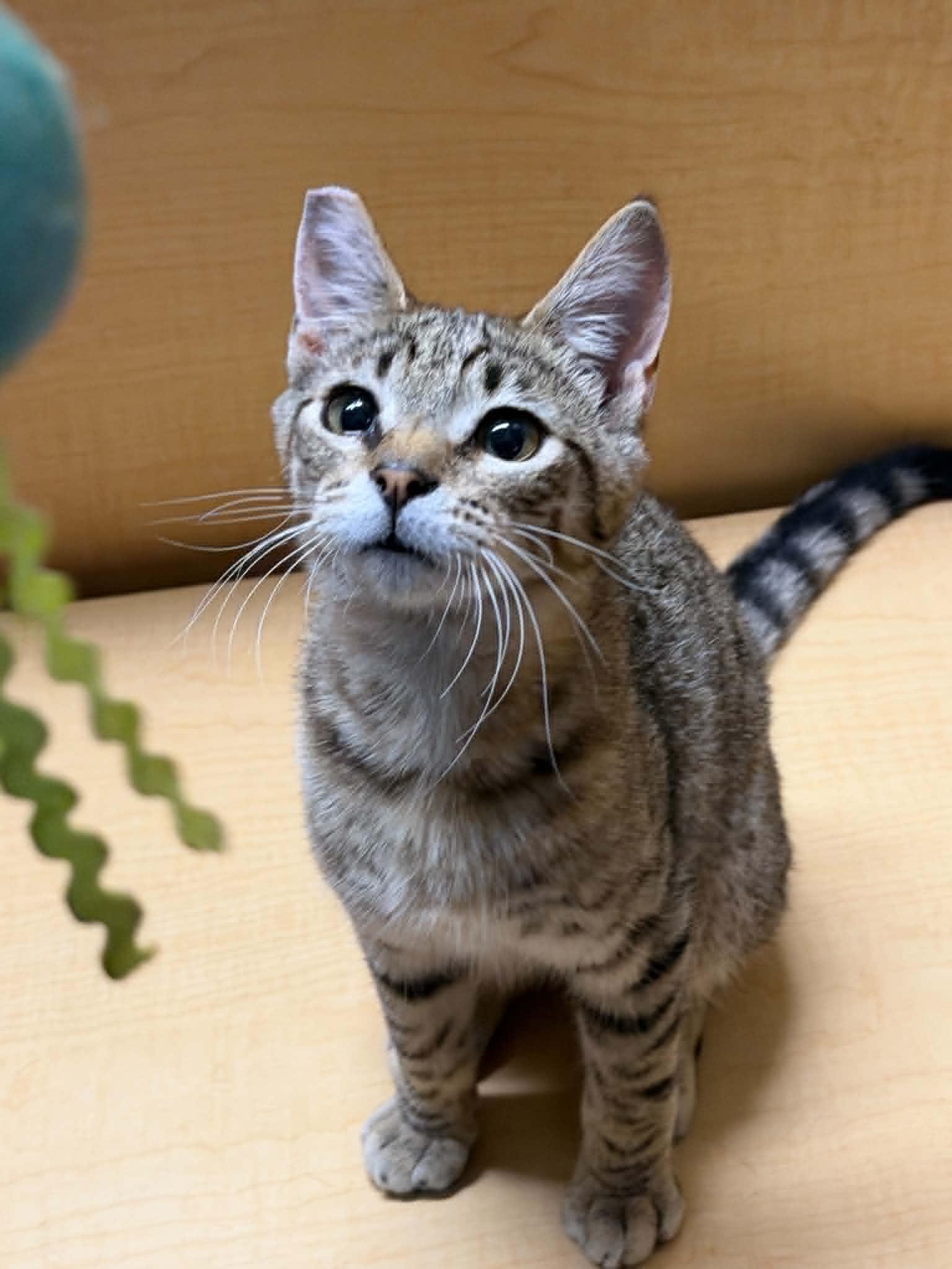 Enlarge Mordecai, a ADOPTABLE Tabby in Yuba City, CA image 1/2