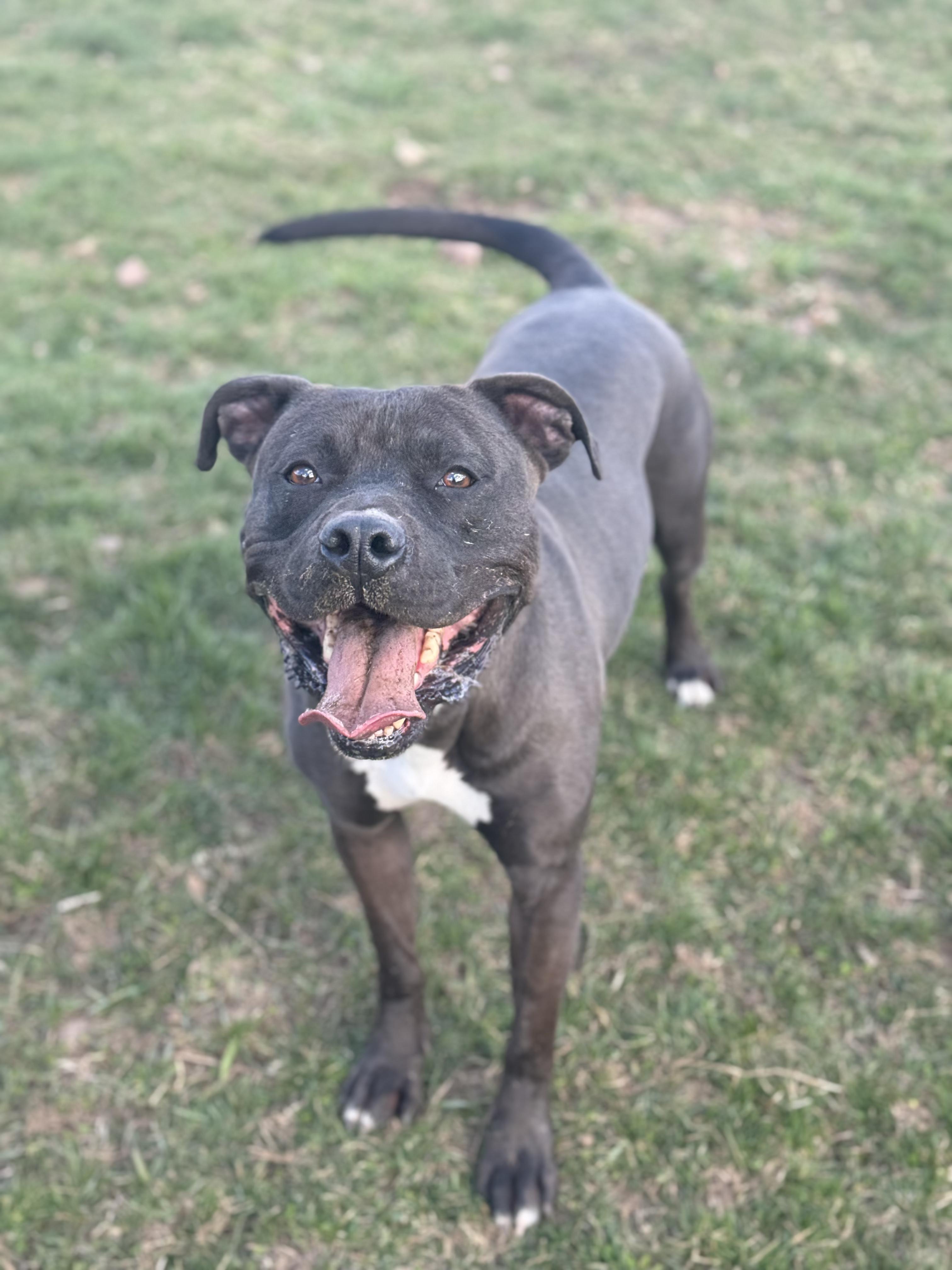 Leo, Adult Male American Staffordshire Terrier