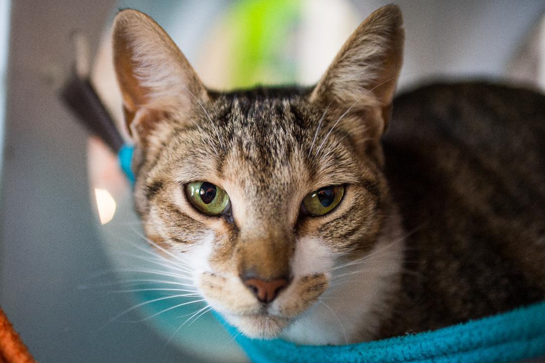 Enlarge Dame Helen Mirren, a Adoptable Domestic Short Hair in Los Angeles, CA image 1/10