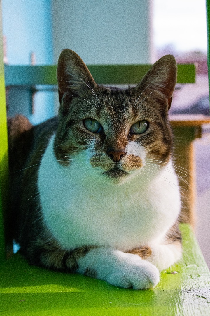 Enlarge Dame Helen Mirren, a Adoptable Domestic Short Hair in Los Angeles, CA image 2/10