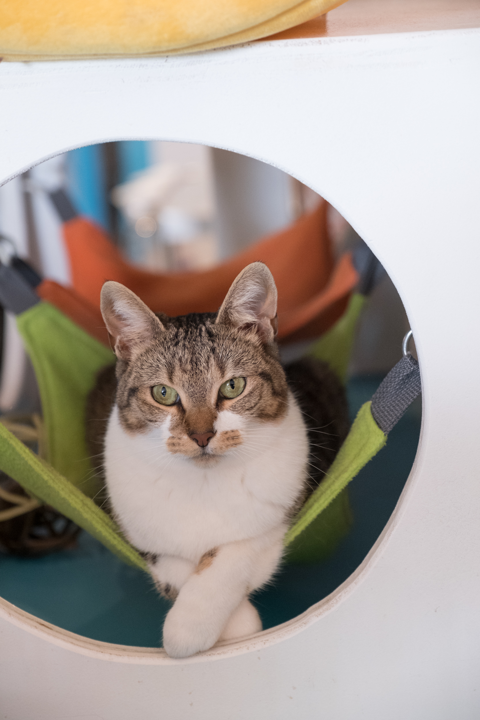 Enlarge Dame Helen Mirren, a Adoptable Domestic Short Hair in Los Angeles, CA image 3/10