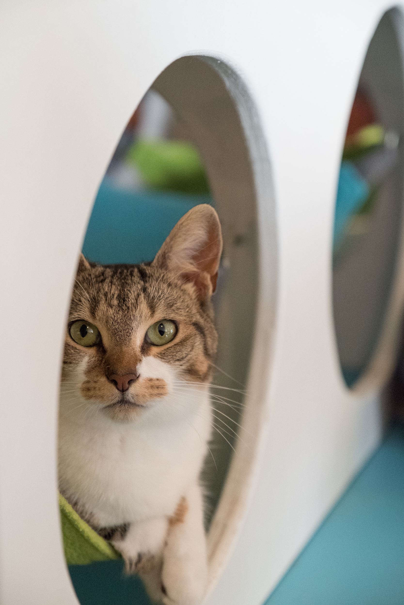 Enlarge Dame Helen Mirren, a Adoptable Domestic Short Hair in Los Angeles, CA image 4/10