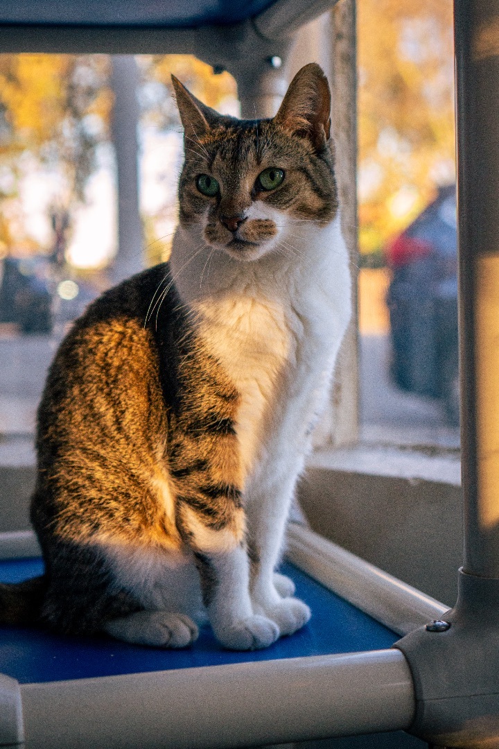 Enlarge Dame Helen Mirren, a Adoptable Domestic Short Hair in Los Angeles, CA image 5/10