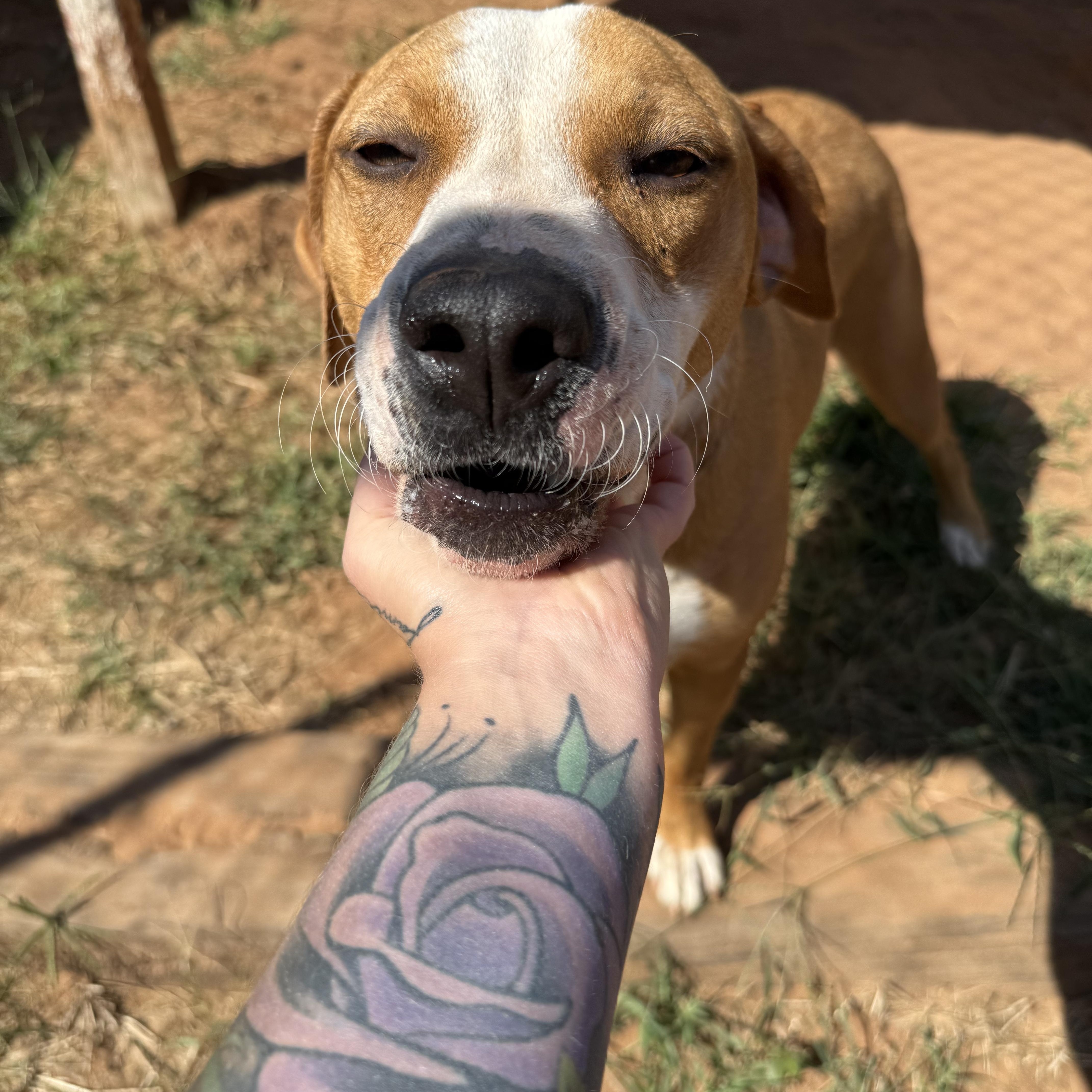 Natasha, Adoptable, Adult Female Mixed Breed.