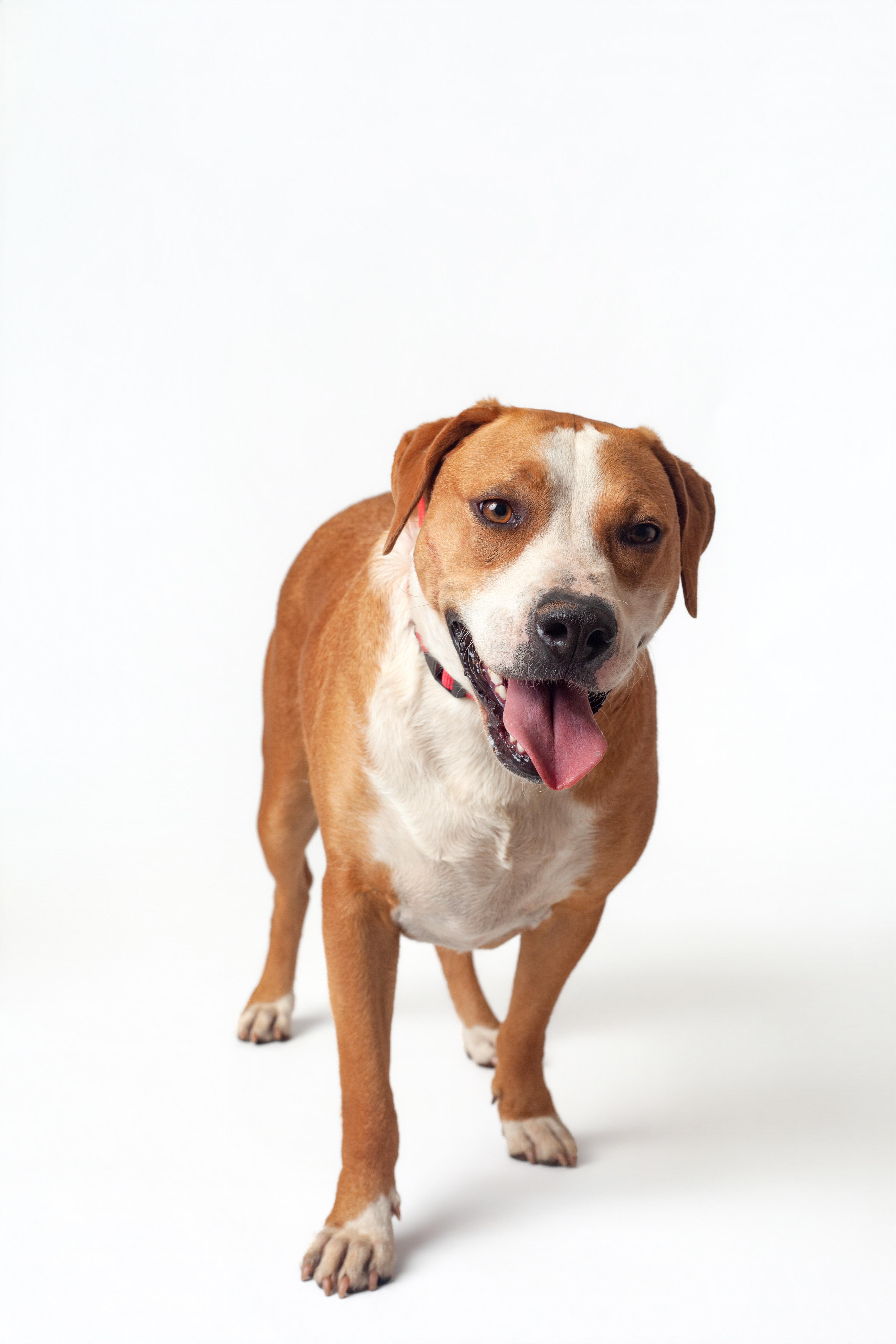 Natasha, a Adoptable Mixed Breed in Guthrie, OK image 3/6
