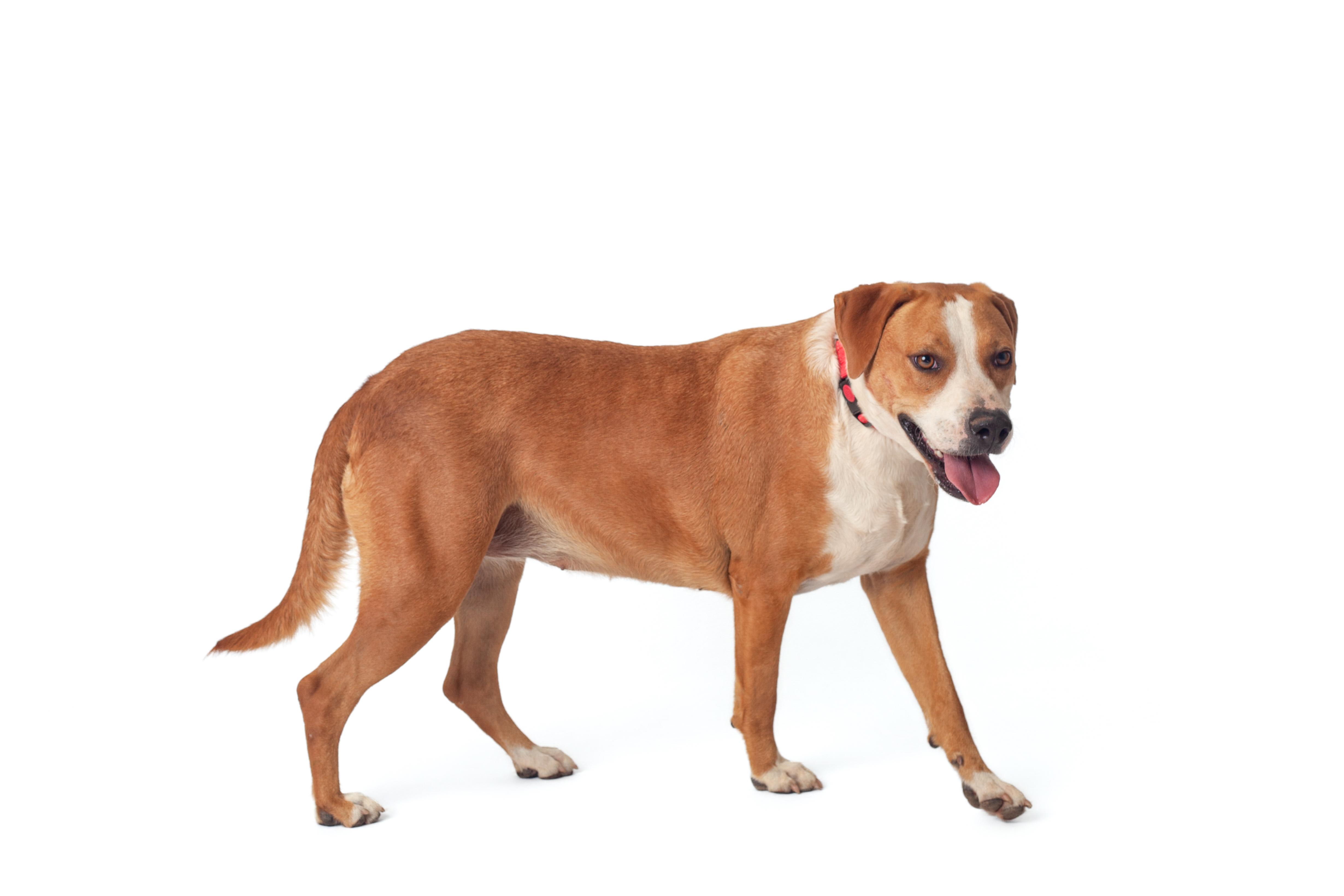 Natasha, a Adoptable Mixed Breed in Guthrie, OK image 2/6