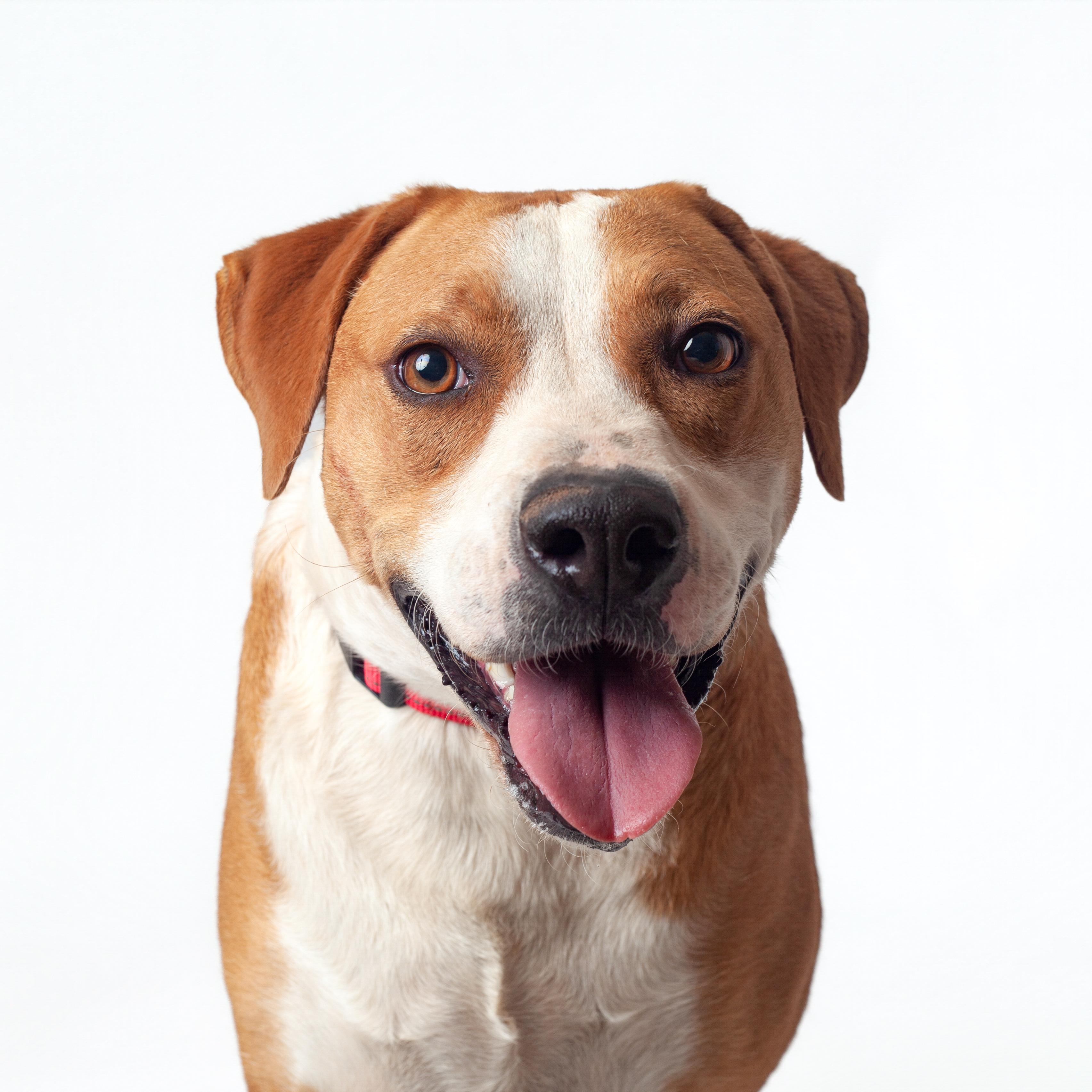 Natasha, Adoptable, Adult Female Mixed Breed.