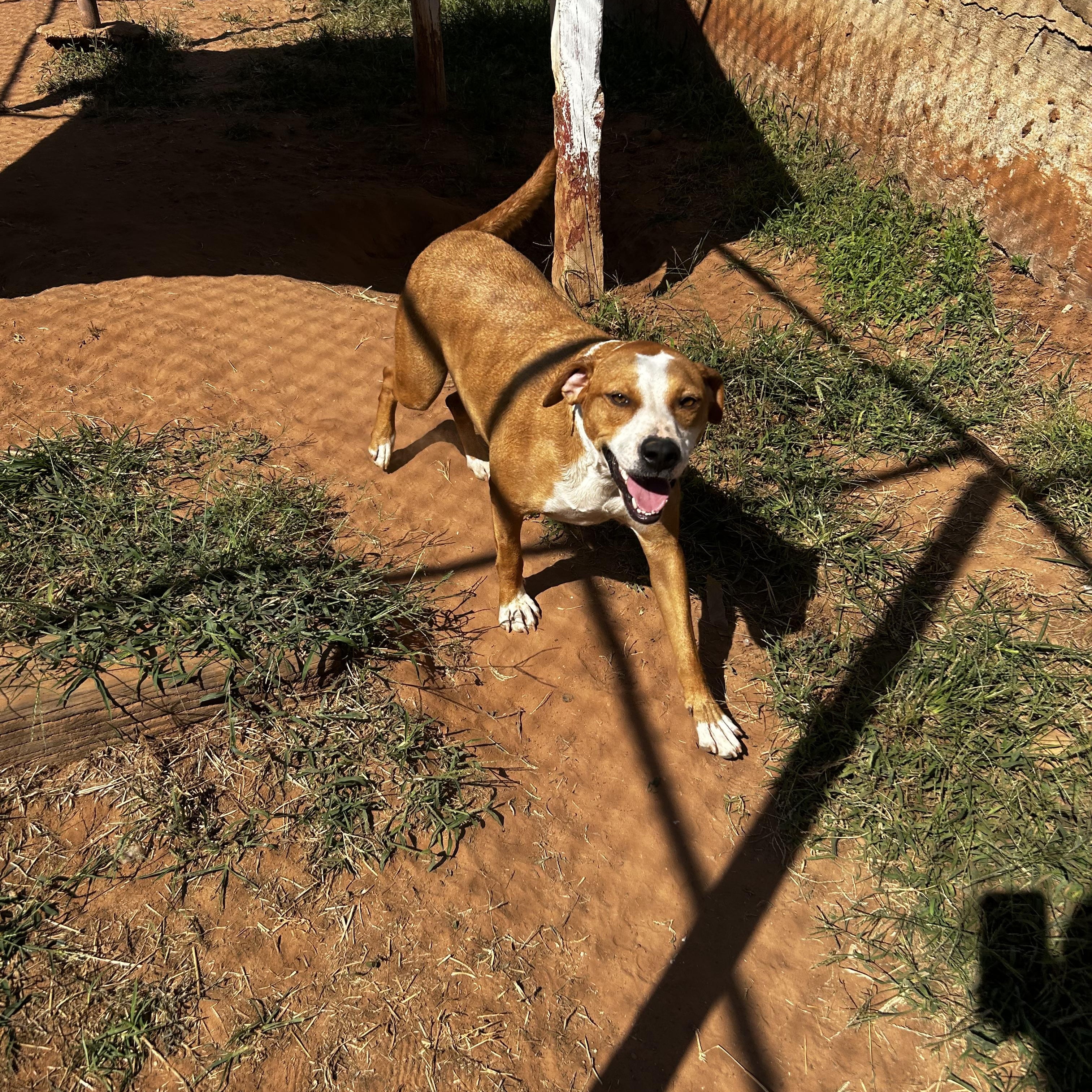 Enlarge Natasha, a Adoptable Mixed Breed in Guthrie, OK image 2/3