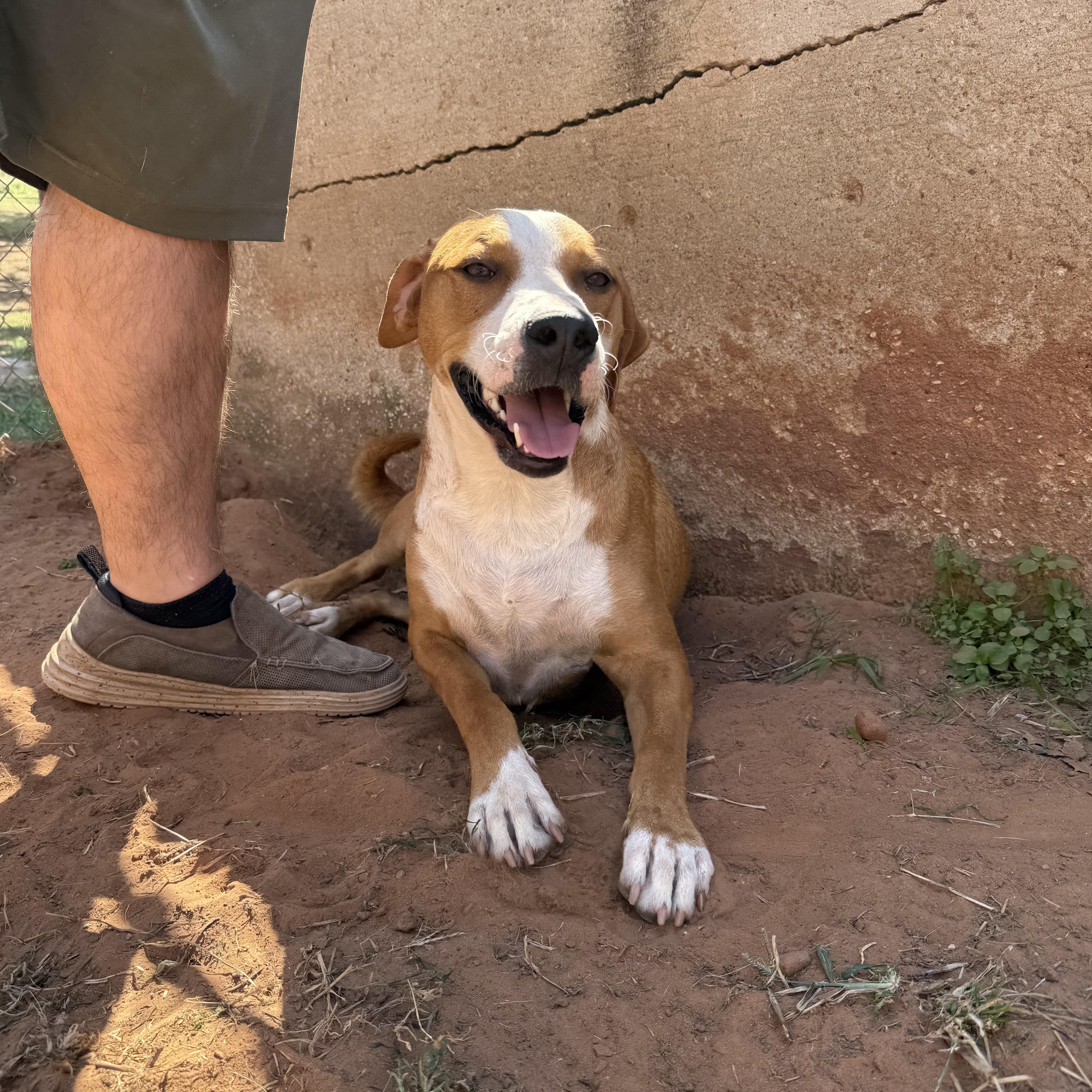 Enlarge Natasha, a Adoptable Mixed Breed in Guthrie, OK image 3/3