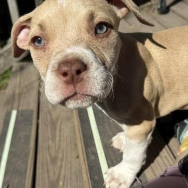 Luigi, adopted, Puppy Male Bulldog & Pit Bull Terrier.