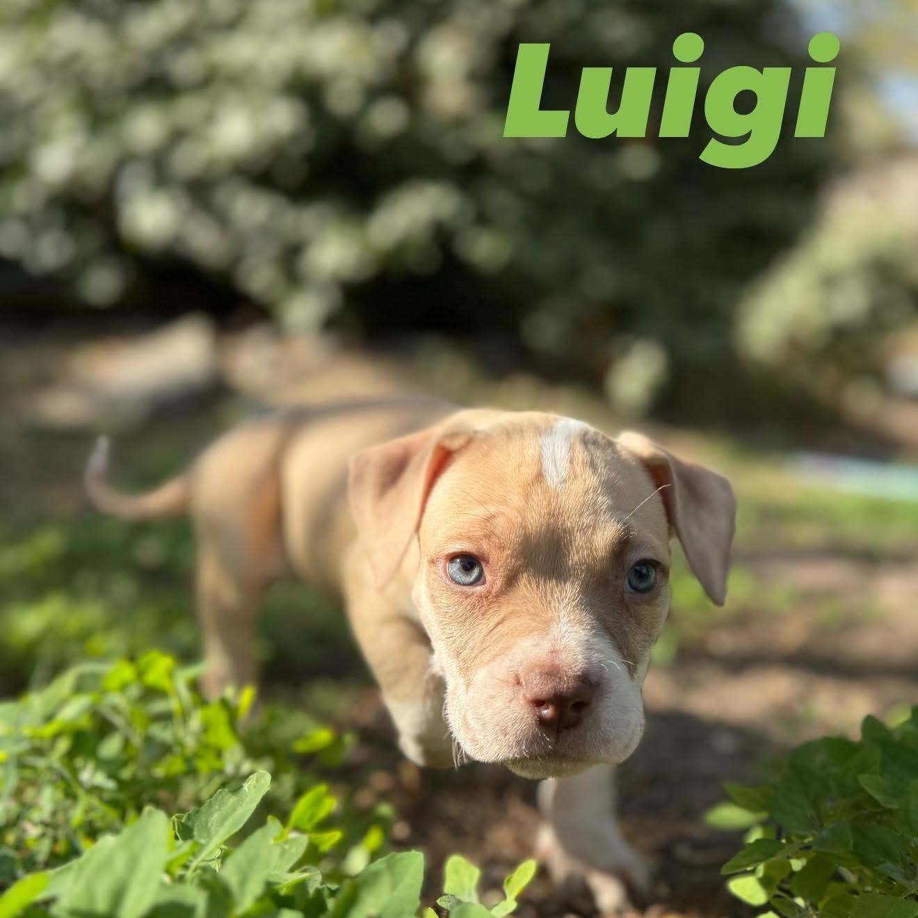 Enlarge Luigi, an adopted mixed breed in Ayden, NC image 2/5