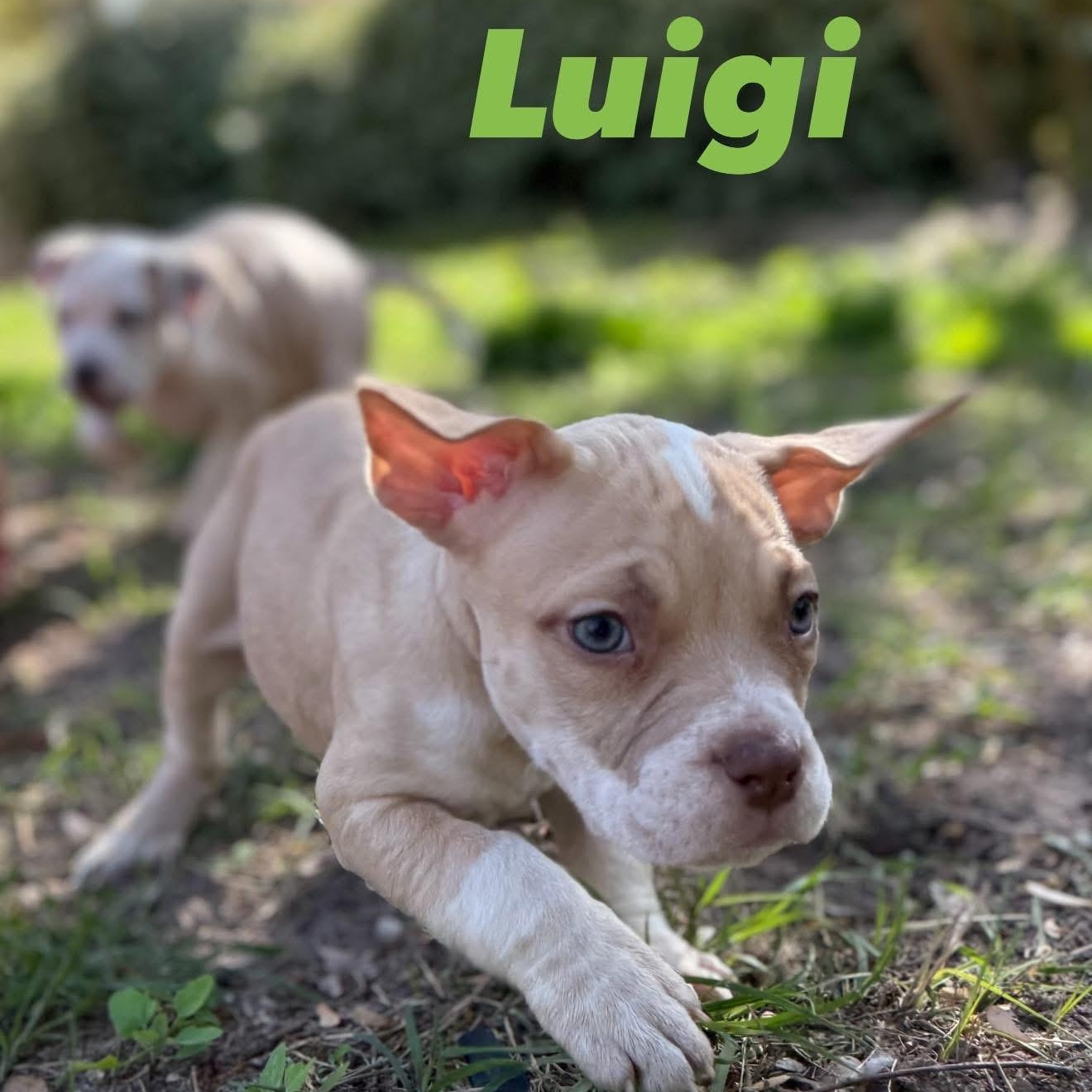 Enlarge Luigi, an adopted mixed breed in Ayden, NC image 3/5
