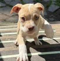 Enlarge Luigi, an adopted mixed breed in Ayden, NC image 4/5