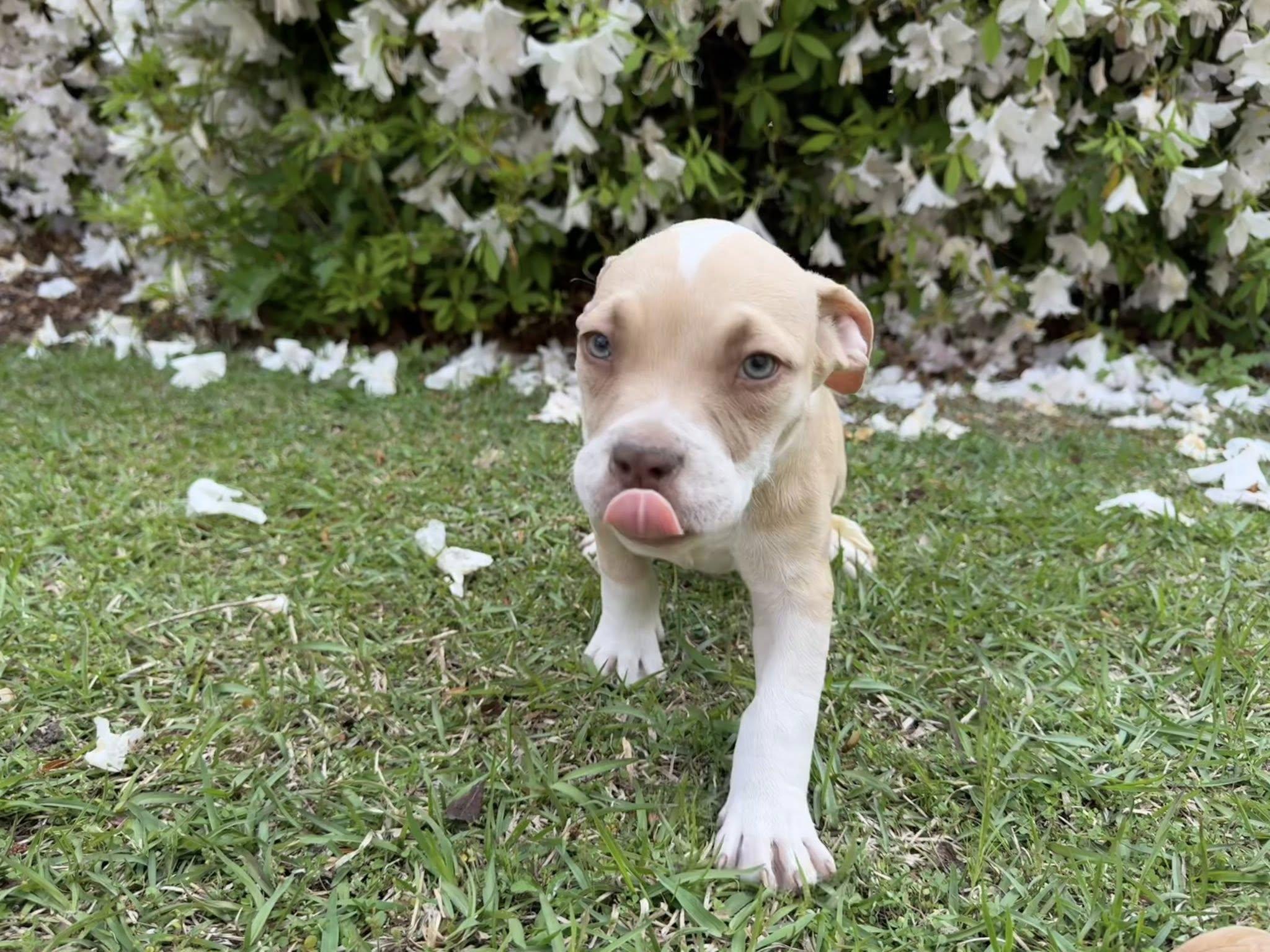 Enlarge Luigi, an adopted mixed breed in Ayden, NC image 5/5