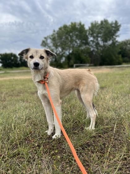 Frosty, Adoptable, Young Male Shepherd.