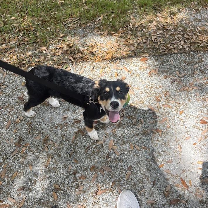 Cockadoodle, Adoptable, Puppy Female Australian Shepherd.