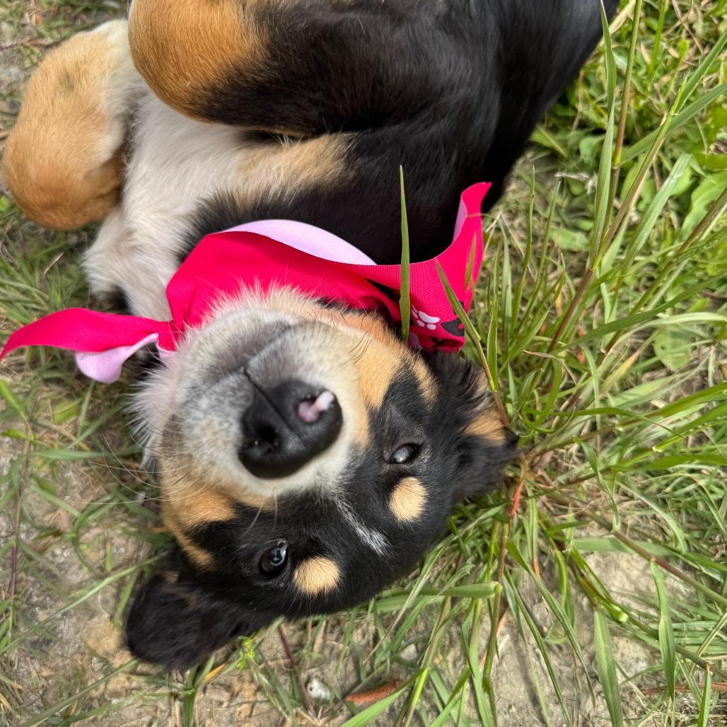 Enlarge Cockadoodle, a Adoptable mixed breed in North Charleston, SC image 2/3