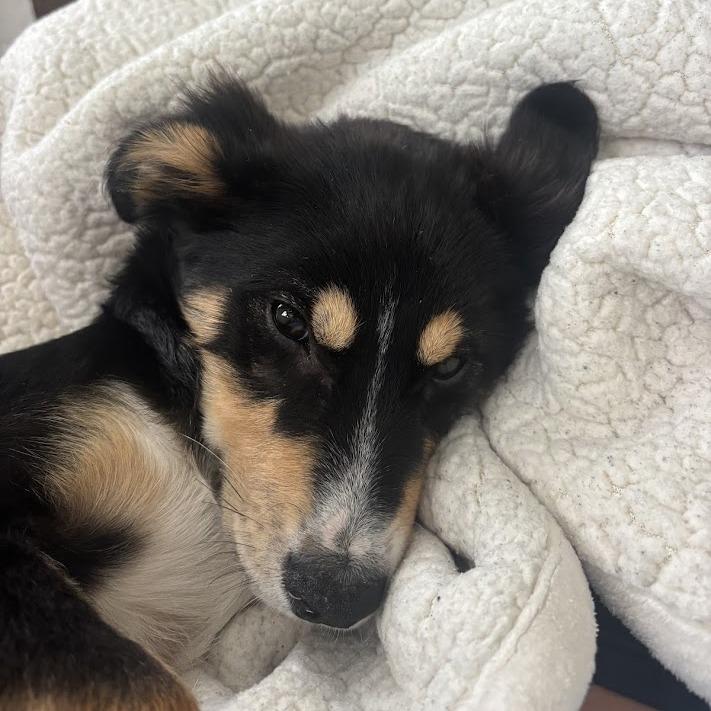 Enlarge Cockadoodle, a Adoptable mixed breed in North Charleston, SC image 3/3