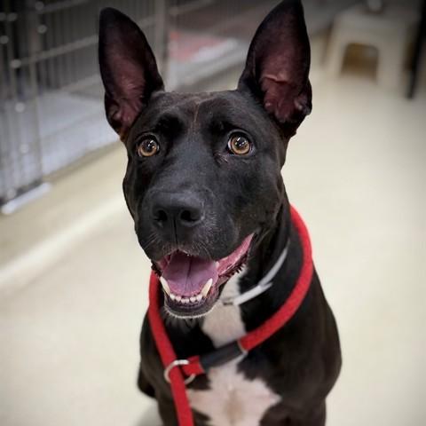 Enlarge Pepper- 53556, a Adoptable mixed breed in Columbia, MD image 3/4