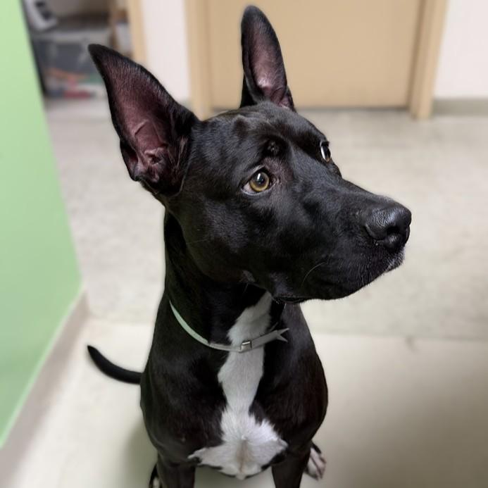 Enlarge Pepper- 53556, a Adoptable mixed breed in Columbia, MD image 4/4