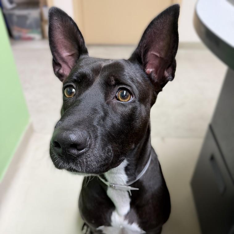 Enlarge Pepper- 53556, a Adoptable mixed breed in Columbia, MD image 1/4