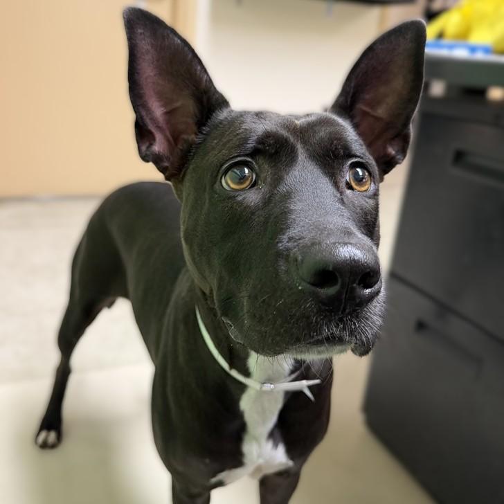 Enlarge Pepper- 53556, a Adoptable mixed breed in Columbia, MD image 2/4