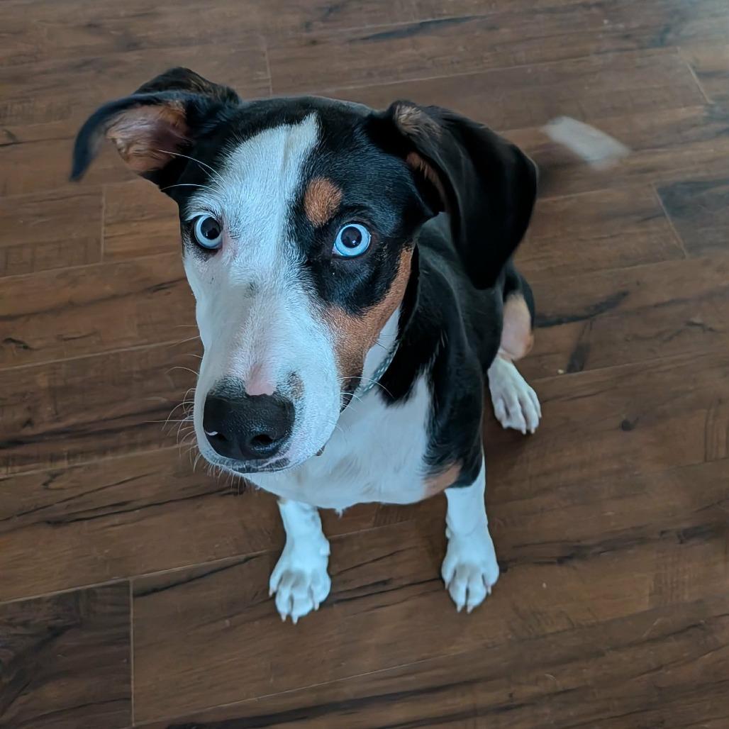 Enlarge Hollow, a Adoptable Mixed Breed in Jackson, MO image 1/6