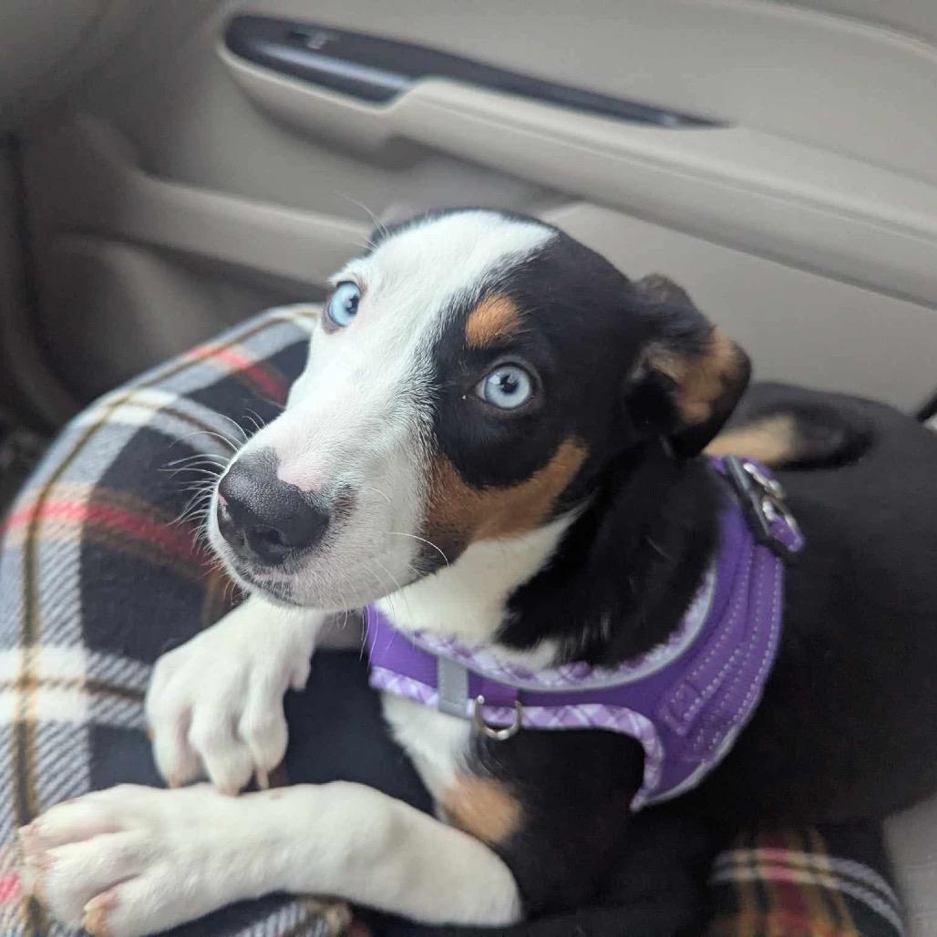 Enlarge Hollow, a Adoptable Mixed Breed in Jackson, MO image 1/4