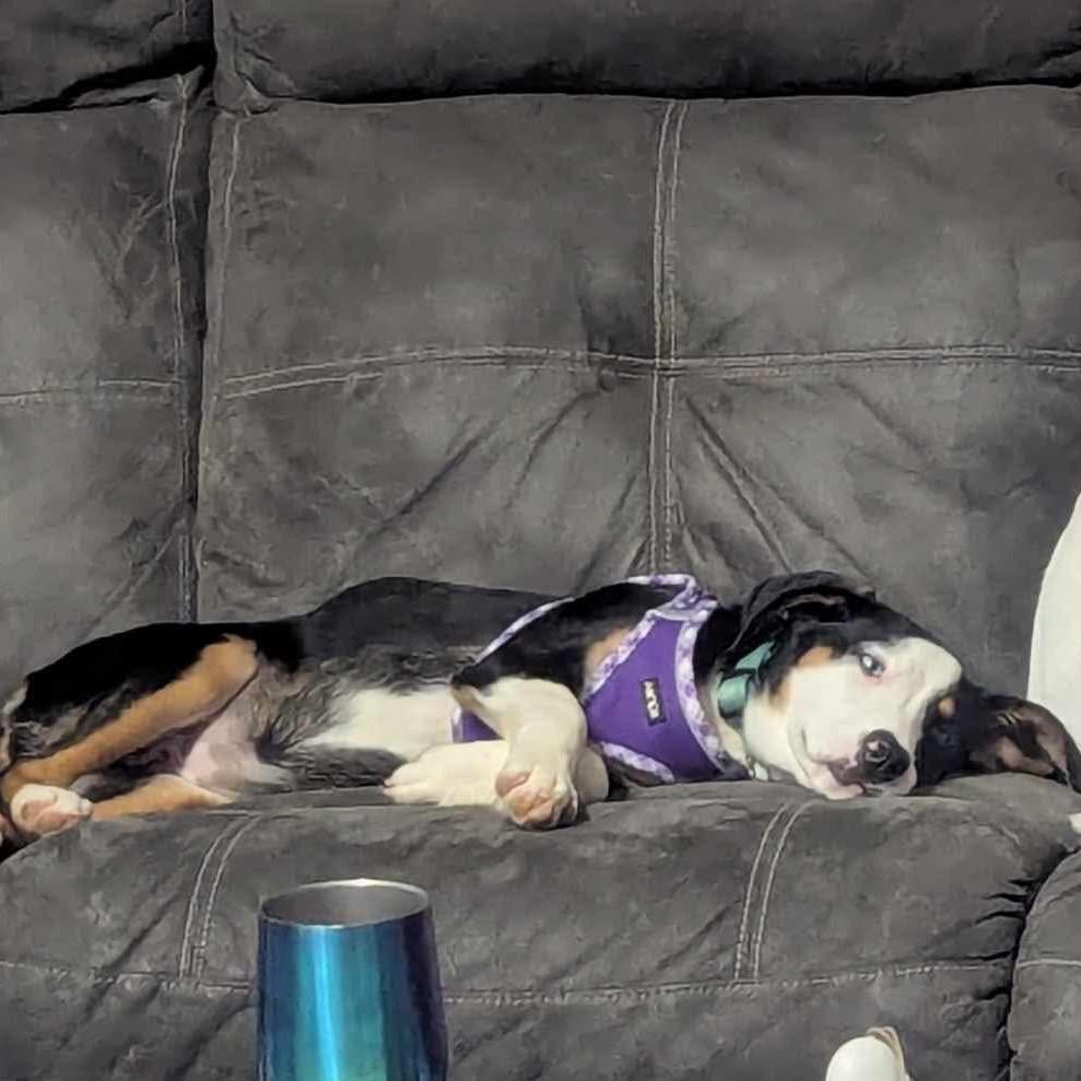 Enlarge Hollow, a Adoptable Mixed Breed in Jackson, MO image 2/4