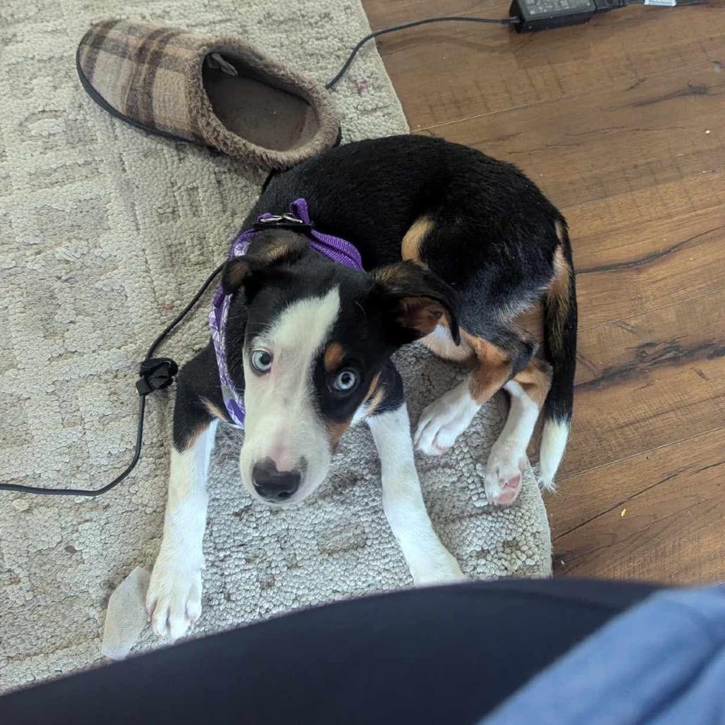 Enlarge Hollow, a Adoptable Mixed Breed in Jackson, MO image 3/4