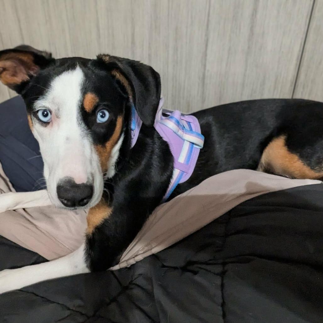 Enlarge Hollow, a Adoptable Mixed Breed in Jackson, MO image 6/6