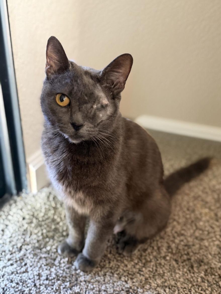 Enlarge Kataya, a ADOPTABLE Russian Blue in Fresno, CA image 1/3