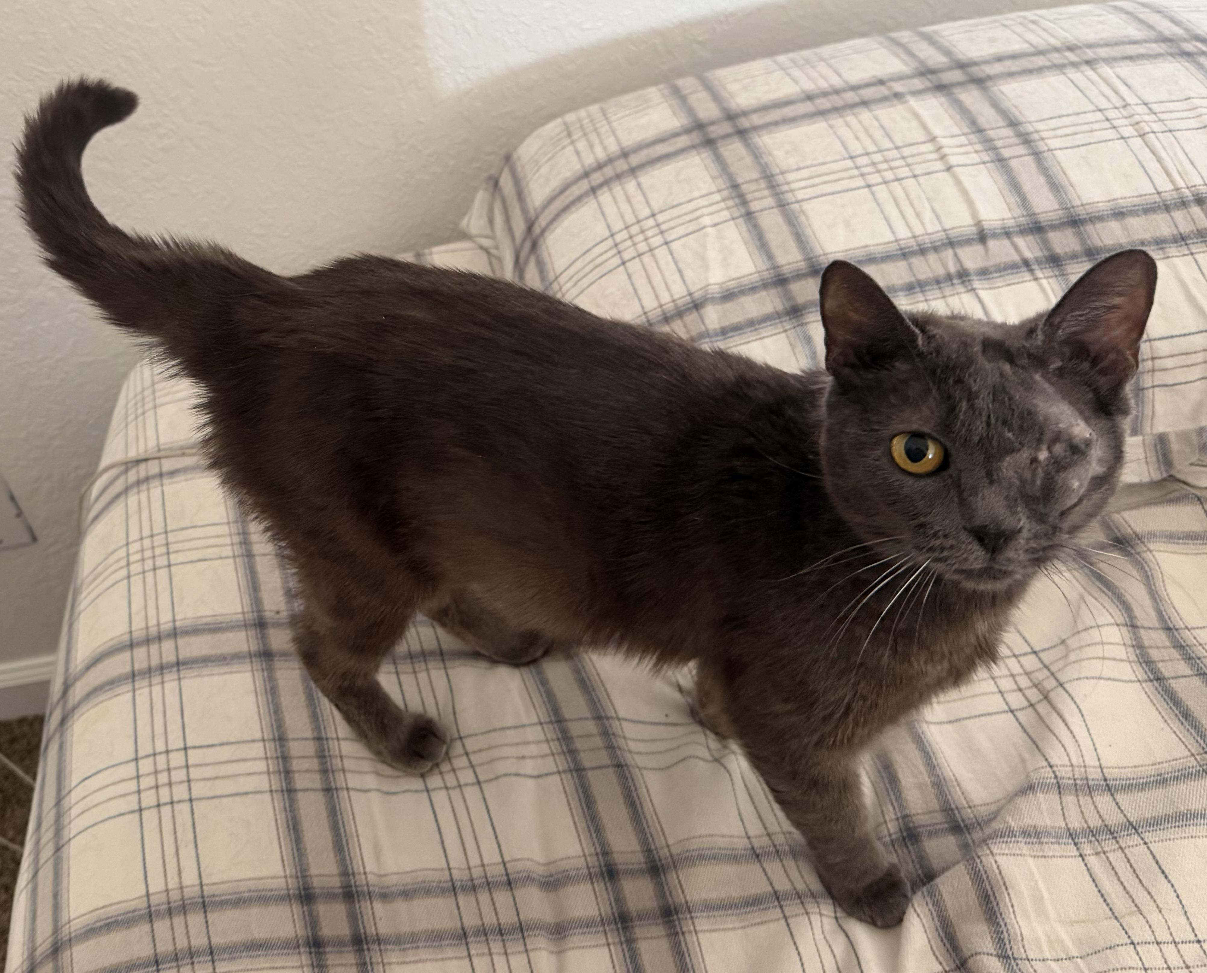 Enlarge Kataya, a ADOPTABLE Russian Blue in Fresno, CA image 3/3
