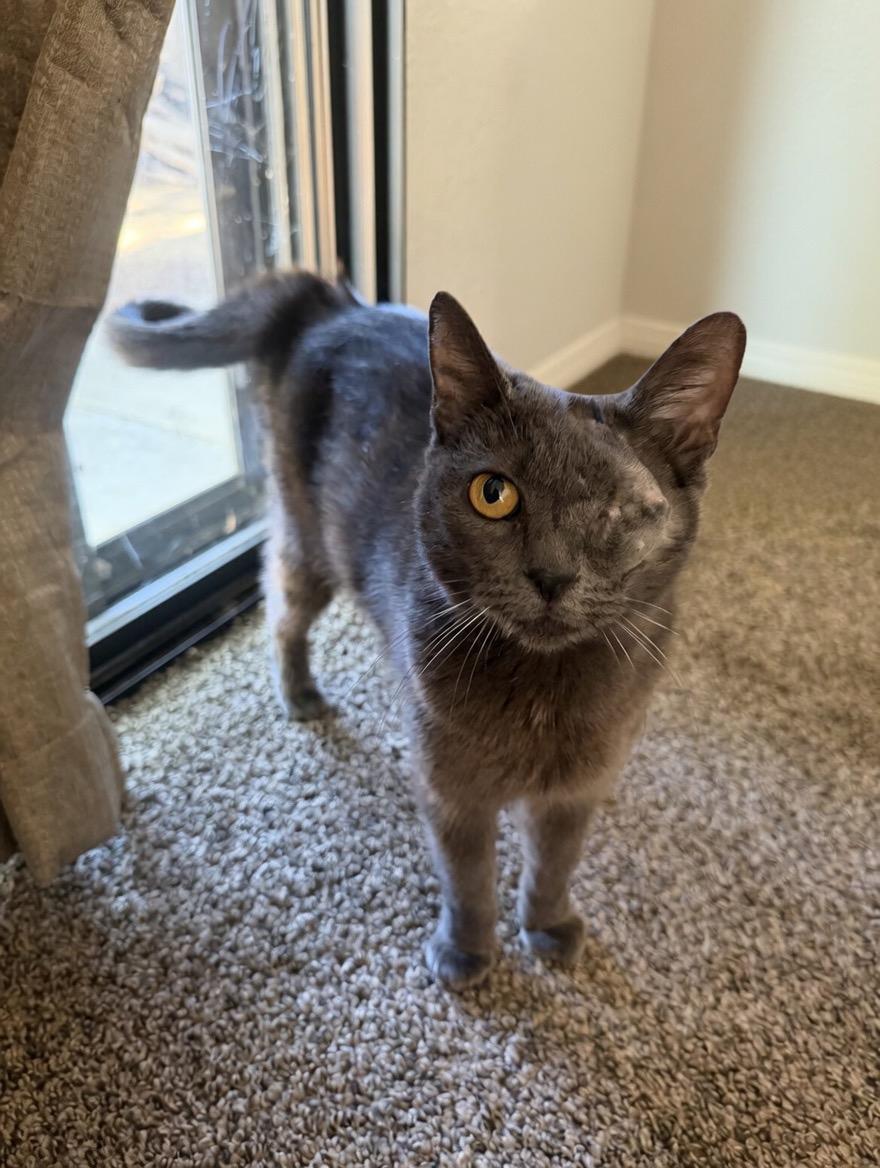 Enlarge Kataya, a ADOPTABLE Russian Blue in Fresno, CA image 2/3