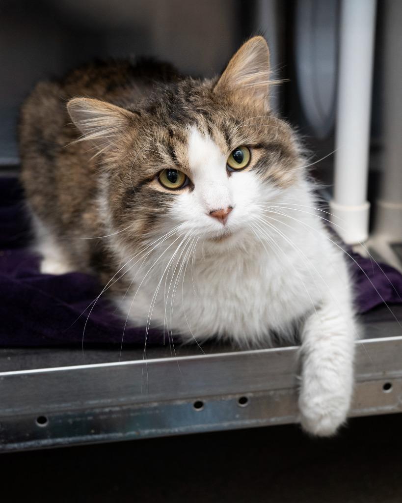 Niall Horan, Adoptable, Young Male Domestic Short Hair.