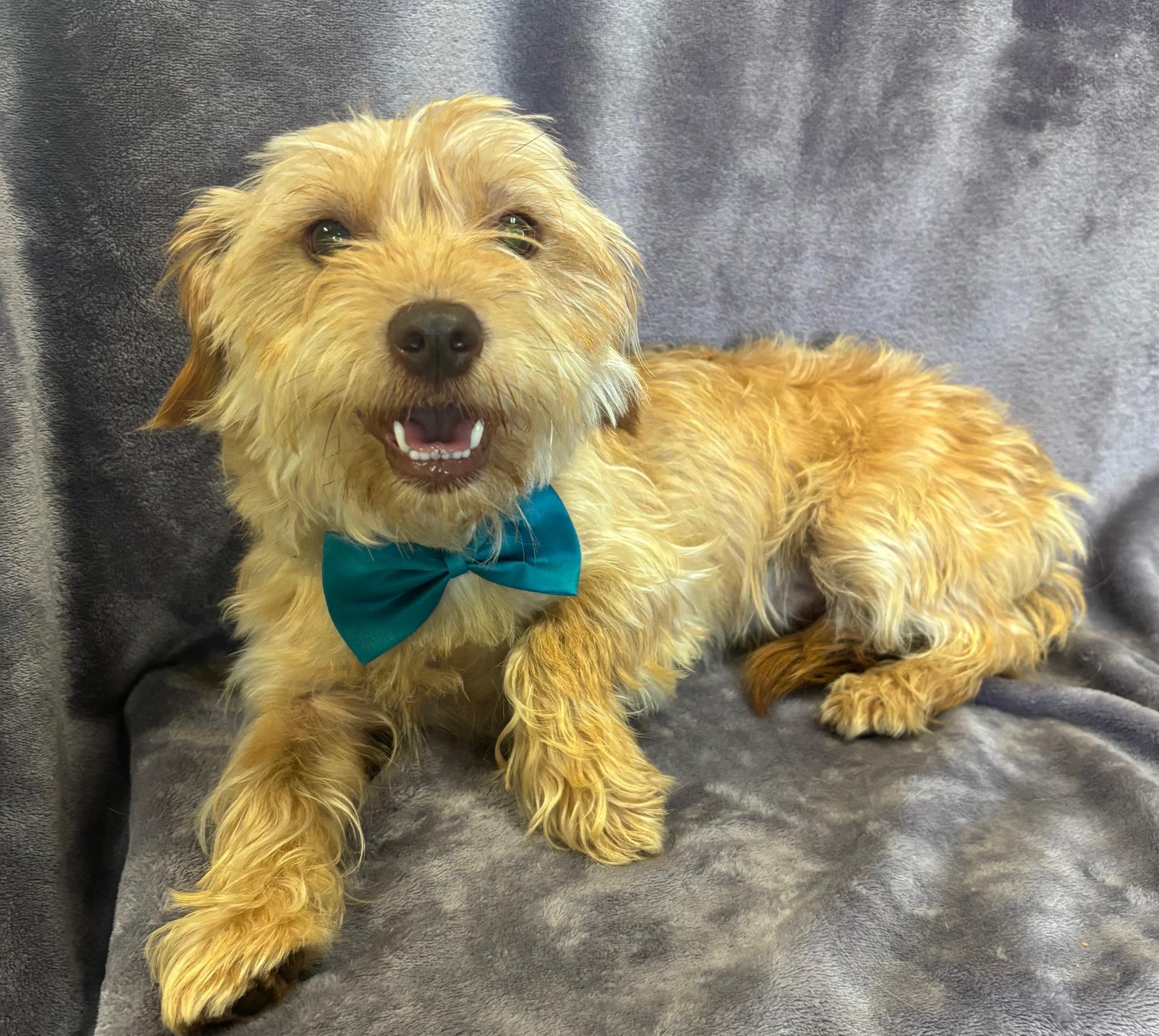 Donnie, Young Male Terrier