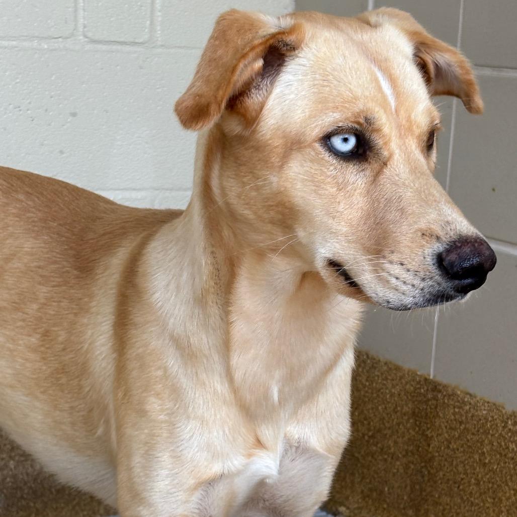Enlarge Callie, a Adoptable mixed breed in League City, TX image 1/6