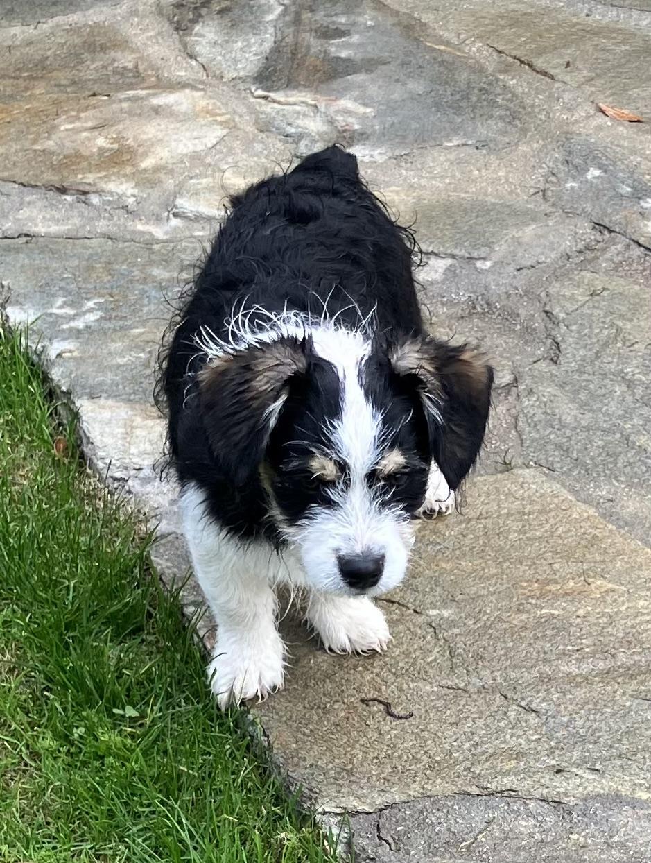 Enlarge Moe, an adopted mixed breed in Beaverton, OR image 1/1