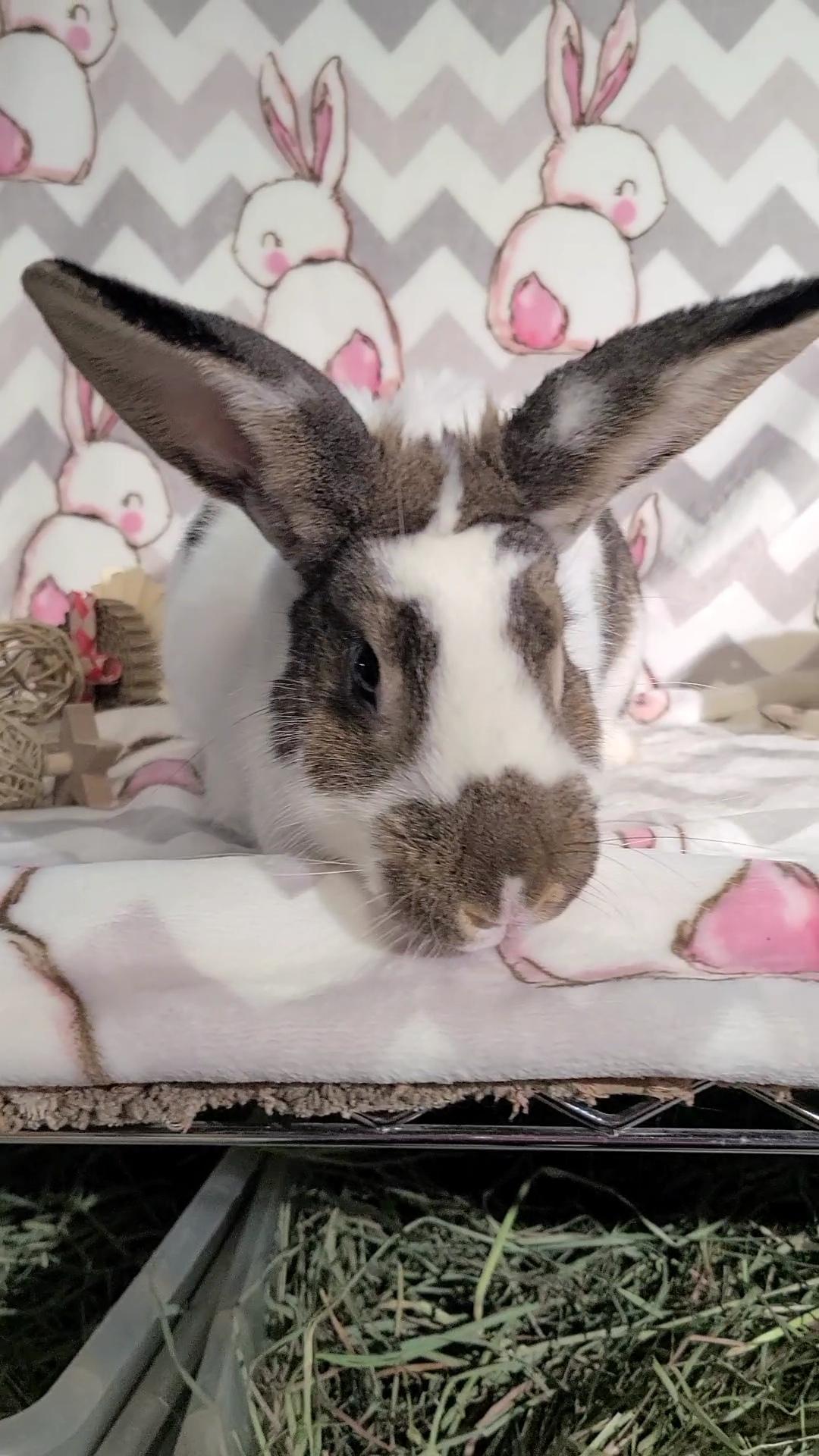 Tillie, Adoptable, Adult Female English Spot.