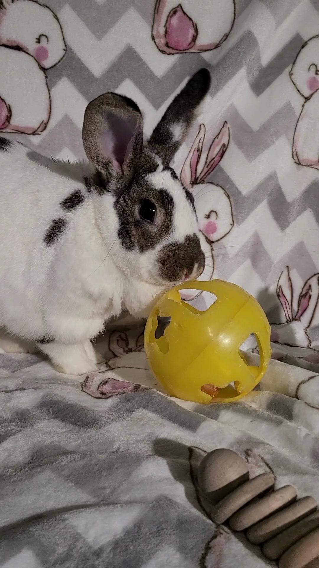 Enlarge Tillie, a Adoptable English Spot in Waynesboro, VA image 4/5