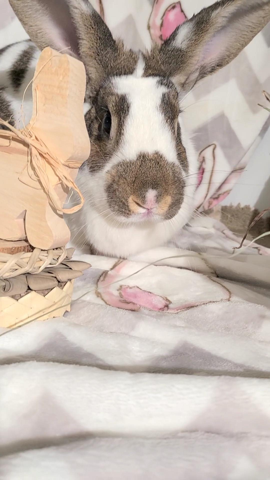 Enlarge Tillie, a Adoptable English Spot in Waynesboro, VA image 2/5