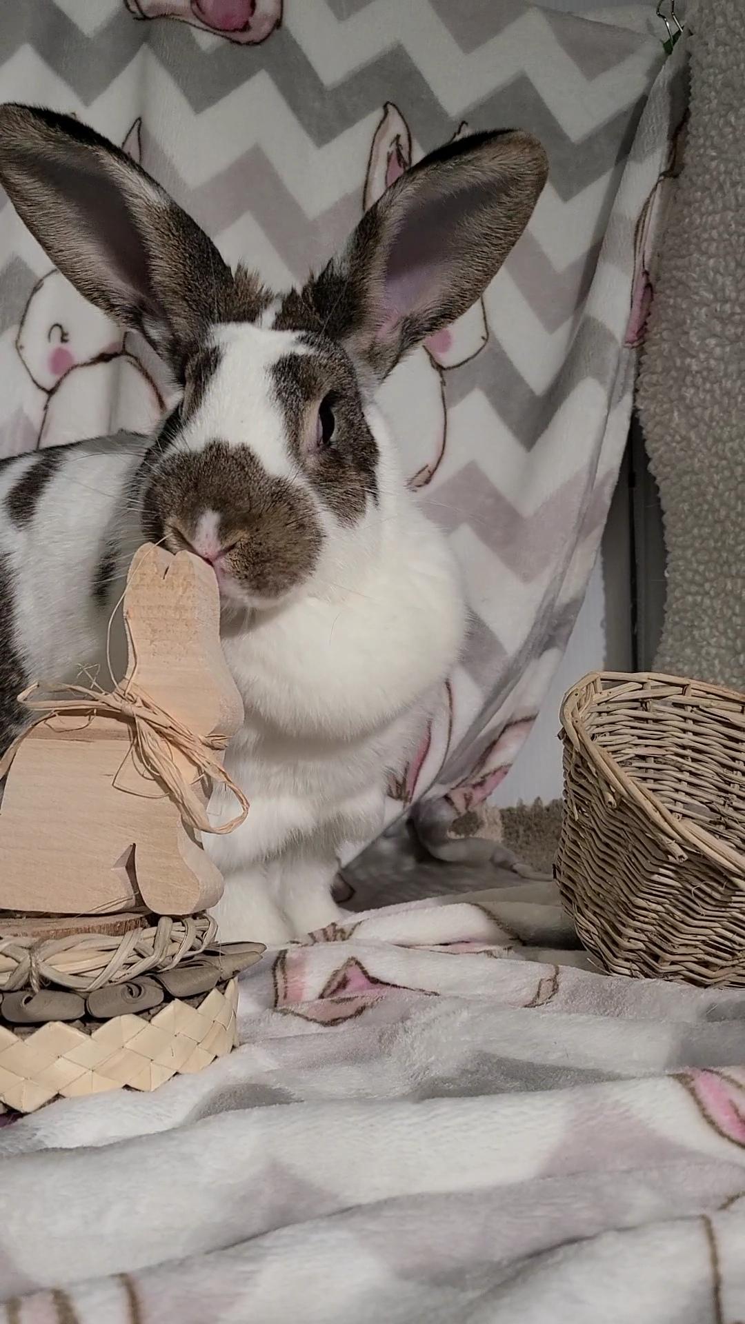 Enlarge Tillie, a Adoptable English Spot in Waynesboro, VA image 5/5